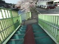 歩道橋・・・からの桜～♪