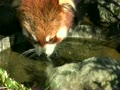 羽村市動物公園　レッサーパンダ　水を飲むリンリン